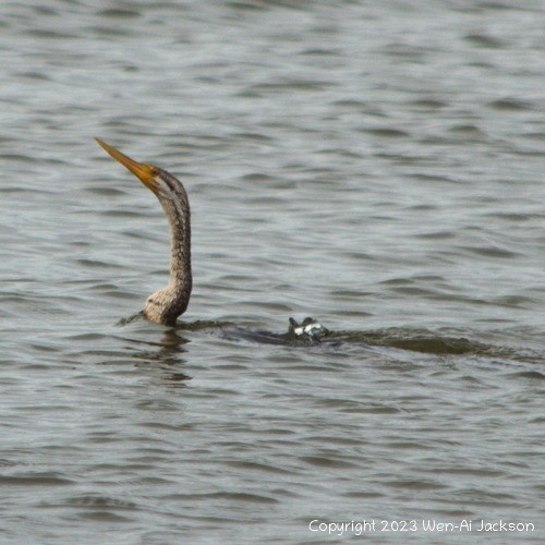 Australasian Darter - ML573429921