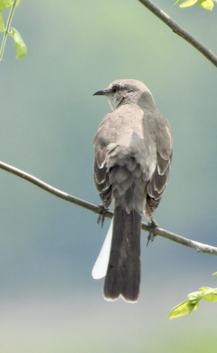 Northern Mockingbird - ML573430371