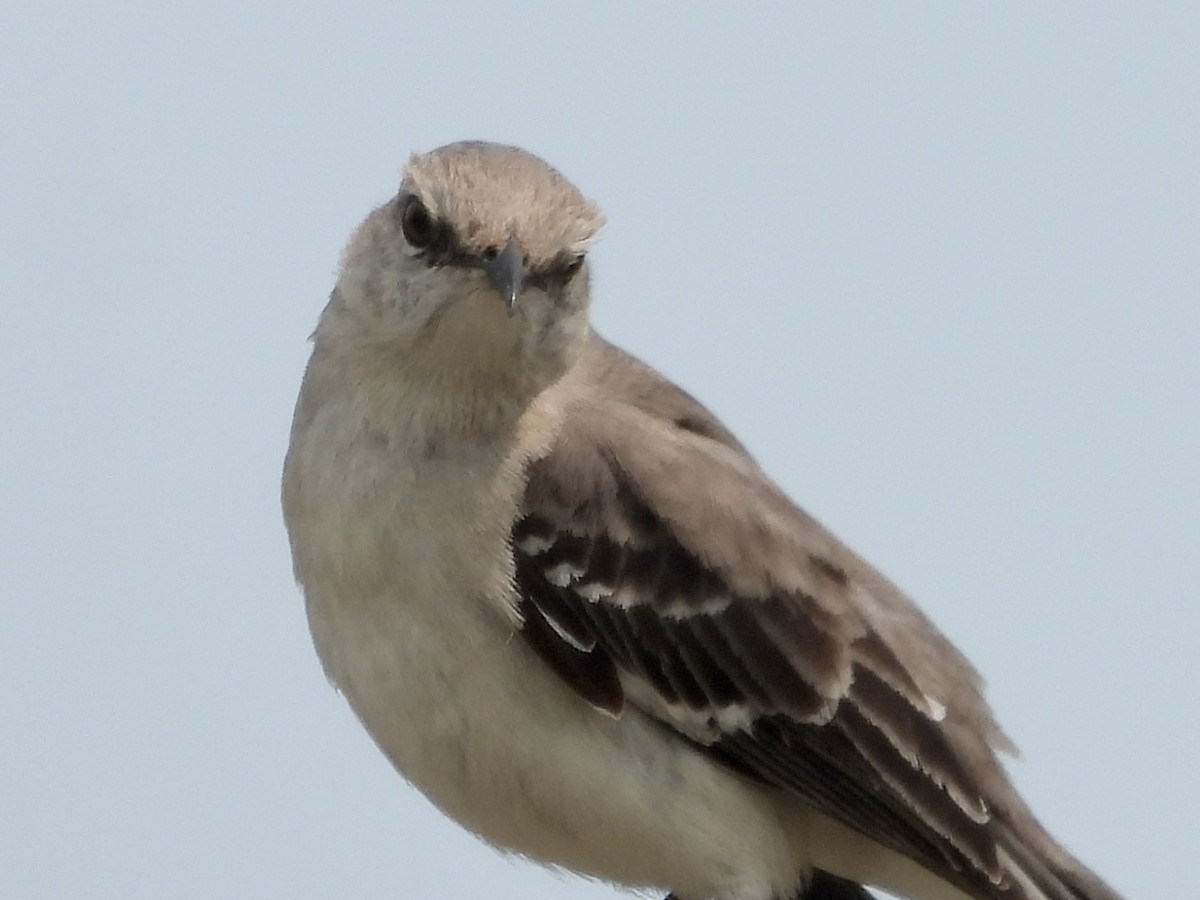 Northern Mockingbird - ML573430381