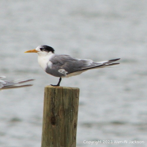 Great Crested Tern - ML573430511