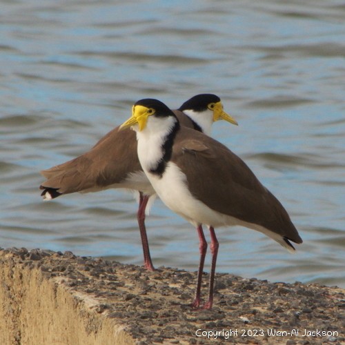 Masked Lapwing - ML573430581