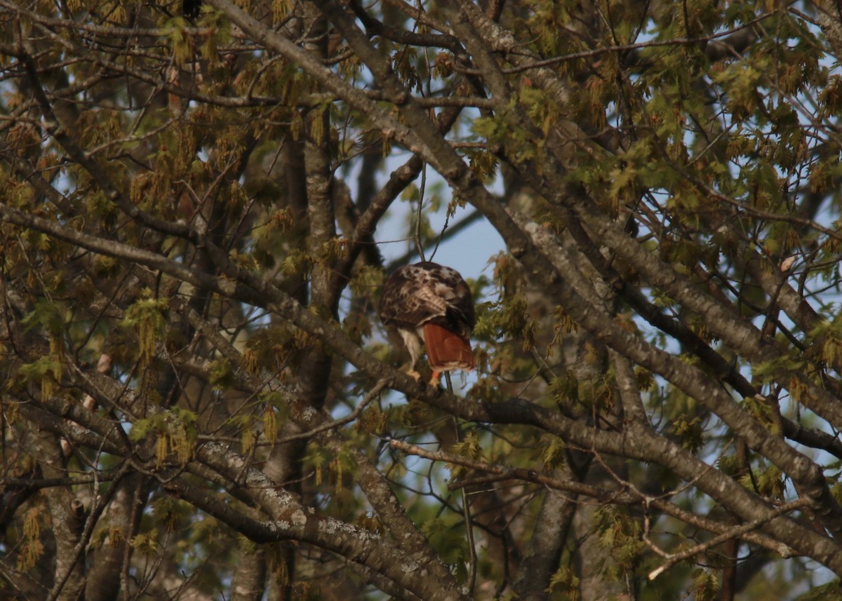 Red-tailed Hawk - Richard Garrigus