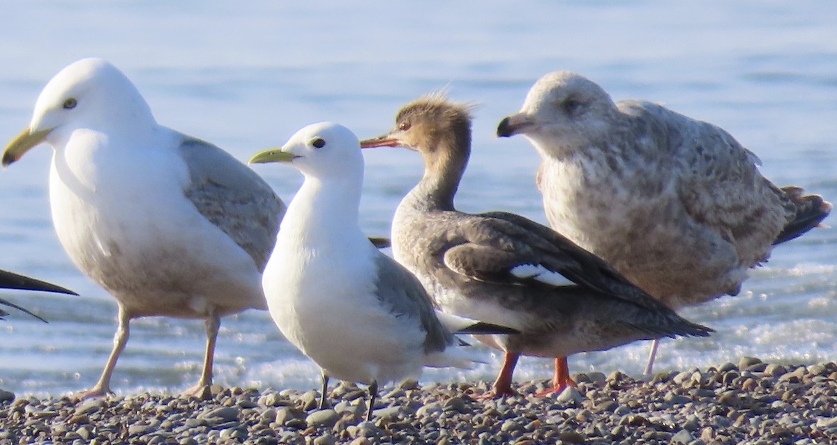 Black-legged Kittiwake - ML573431131