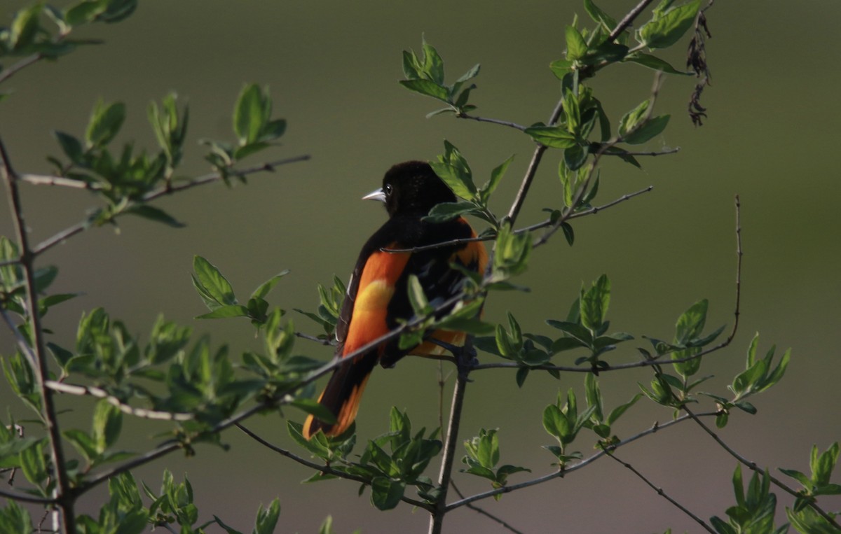 Baltimore Oriole - ML573431141