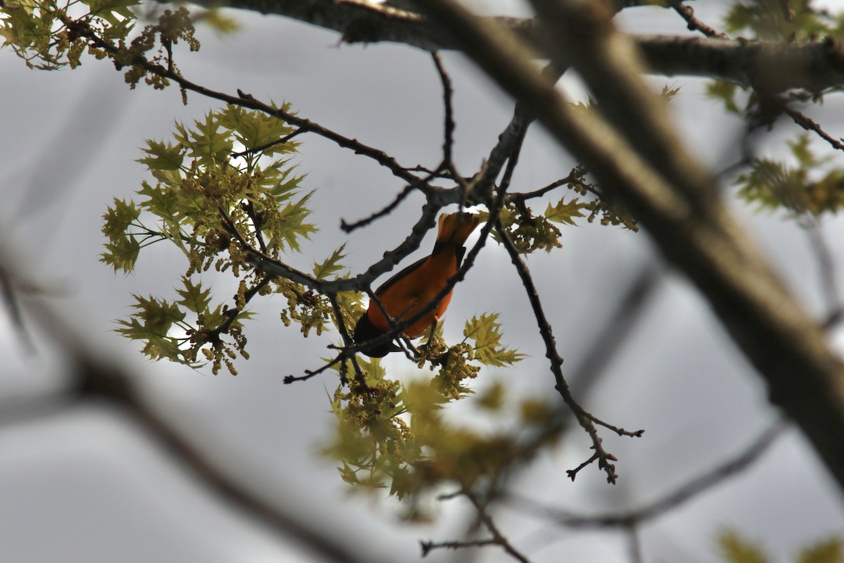 Oriole de Baltimore - ML573431151