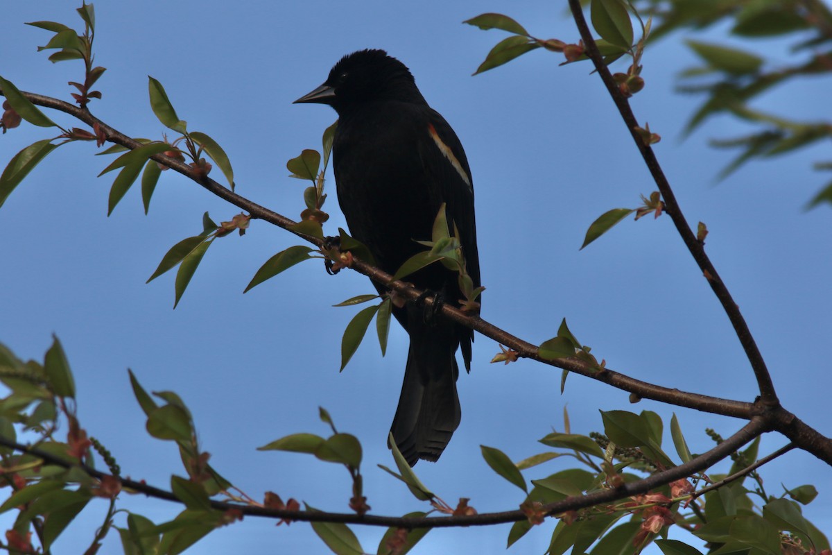 Red-winged Blackbird - ML573431161