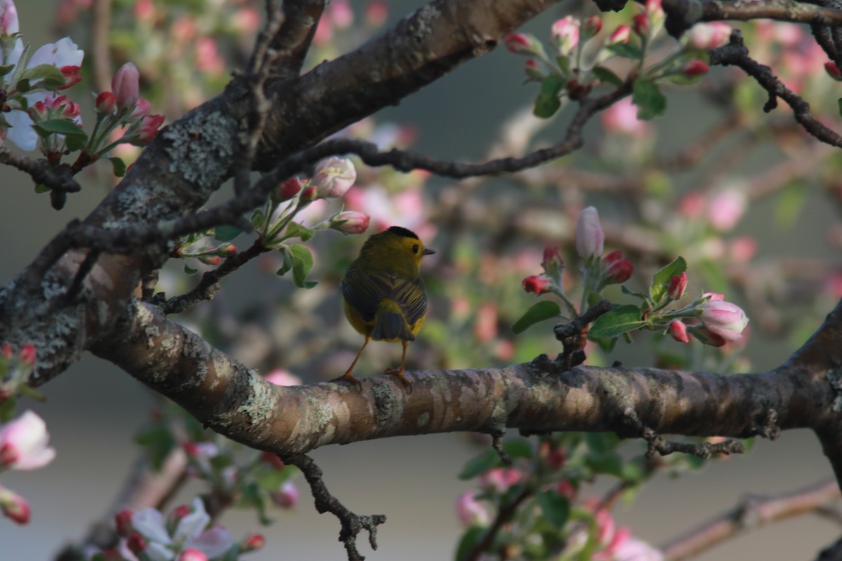 Wilson's Warbler - ML573431201