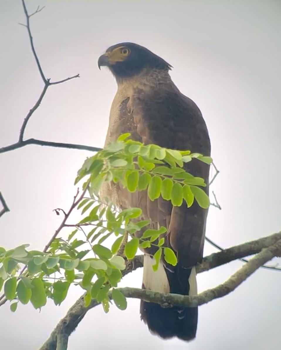 Crested Serpent-Eagle - ML573431411