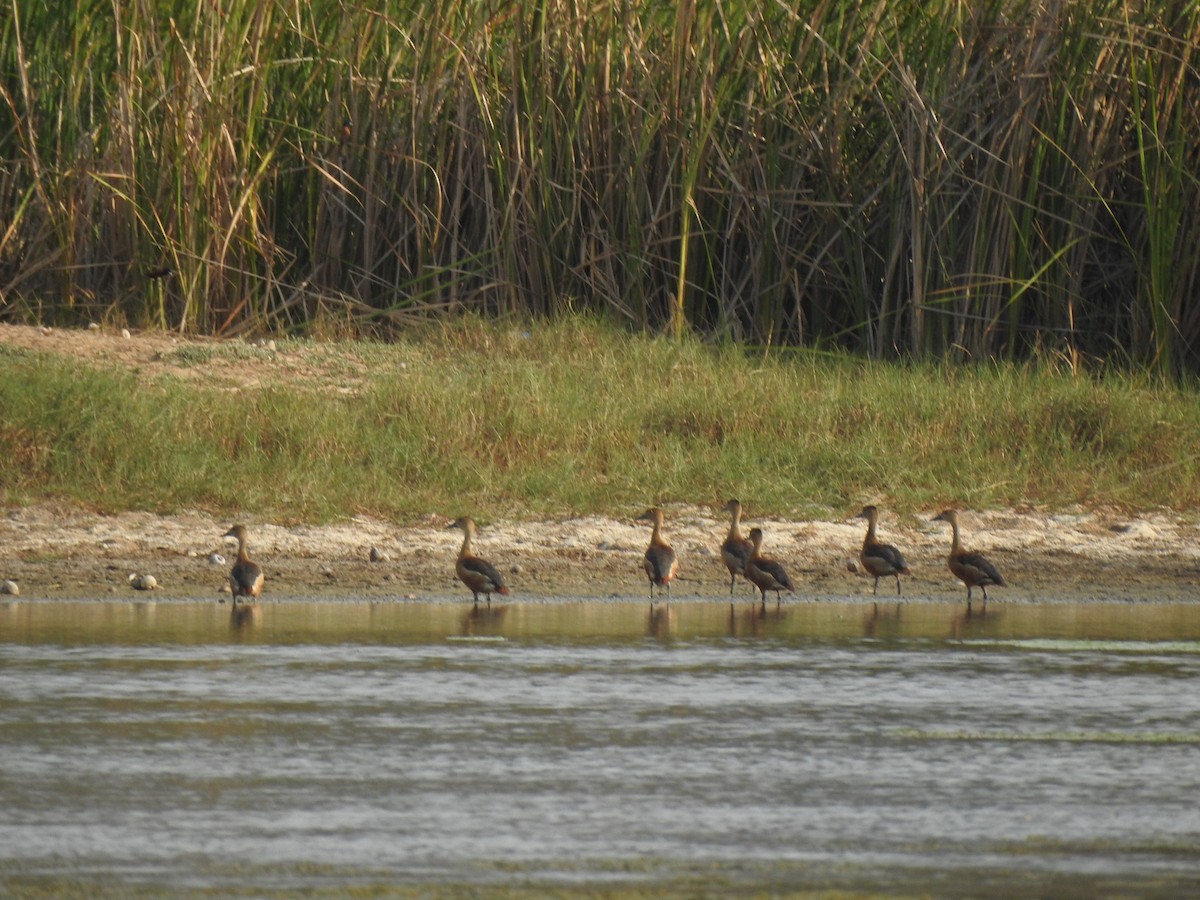 Dendrocygne siffleur - ML573431541