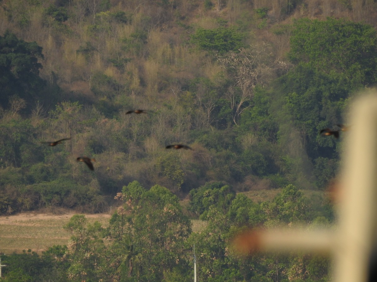 Lesser Whistling-Duck - Suchada Panjan