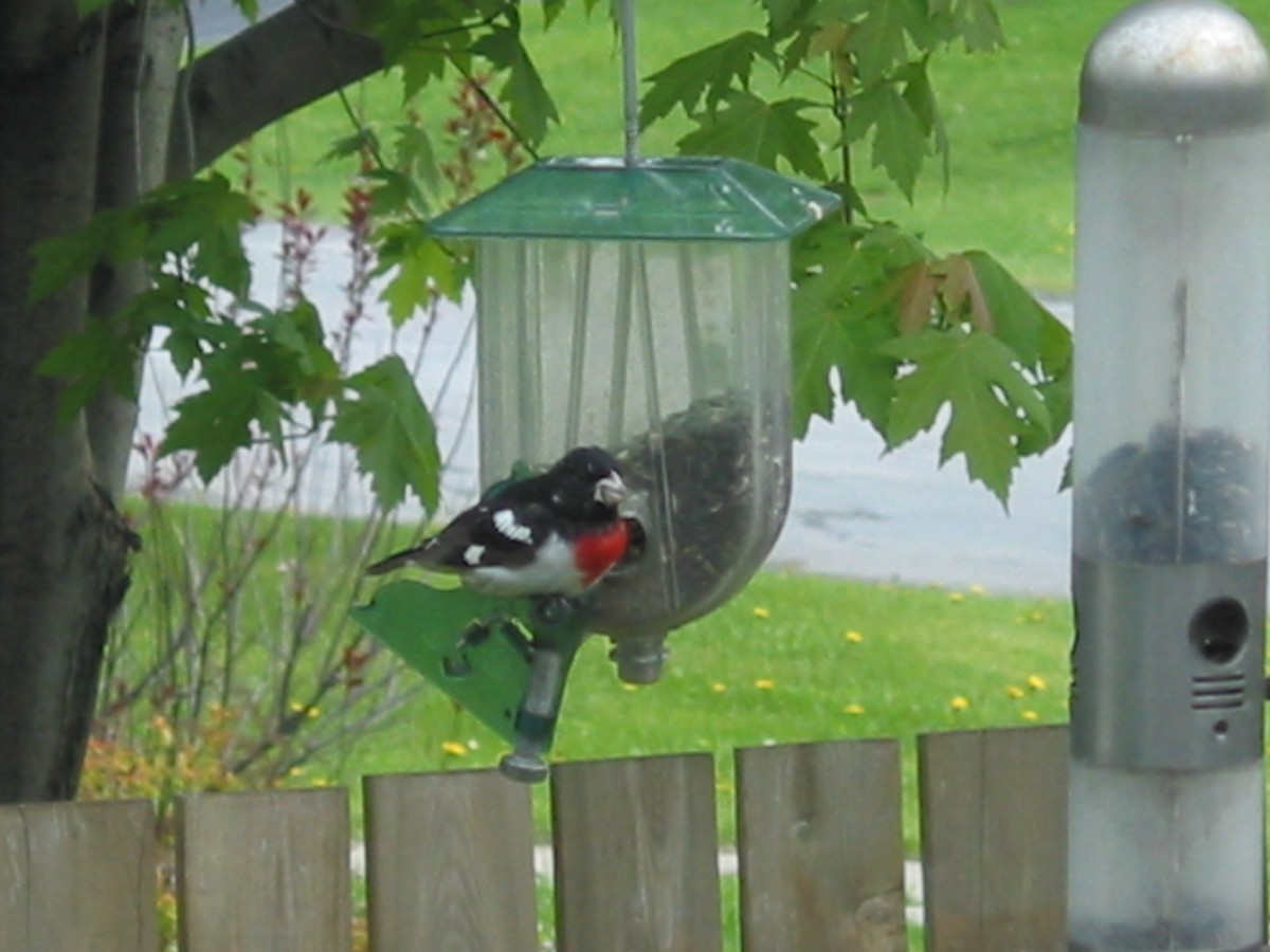 Rose-breasted Grosbeak - ML573431581