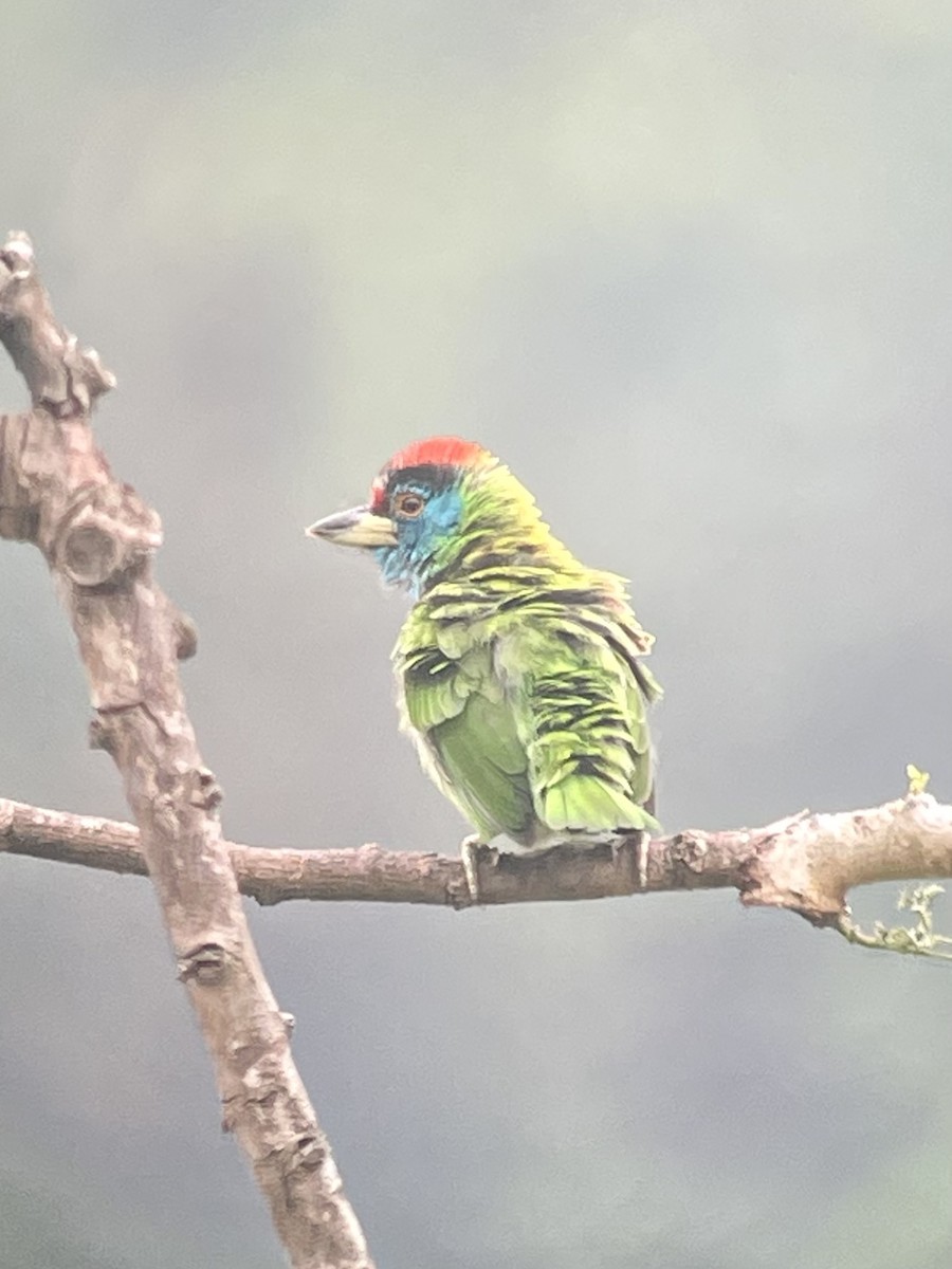 Blue-throated Barbet - ML573433411