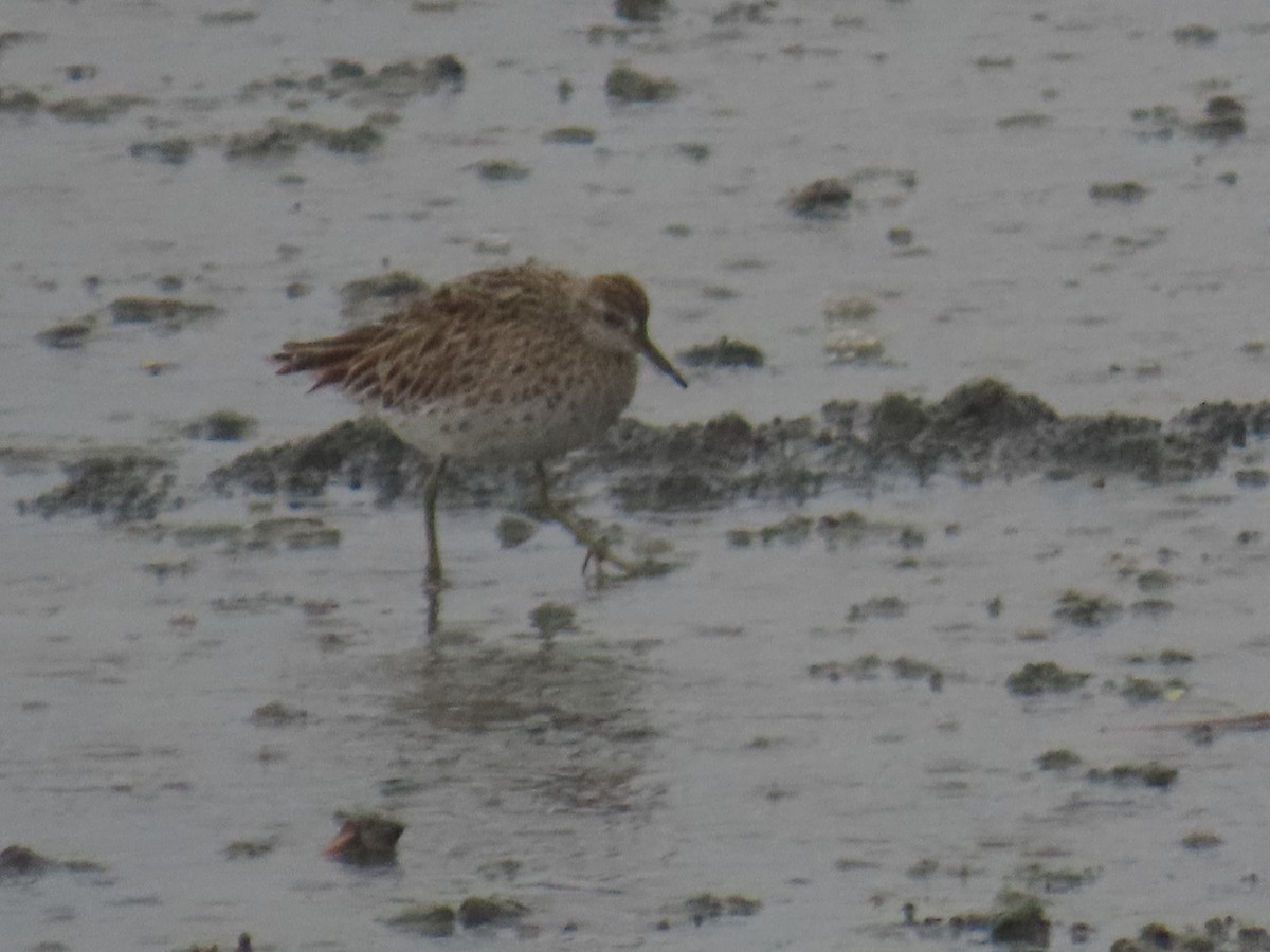 Sharp-tailed Sandpiper - ML573433821