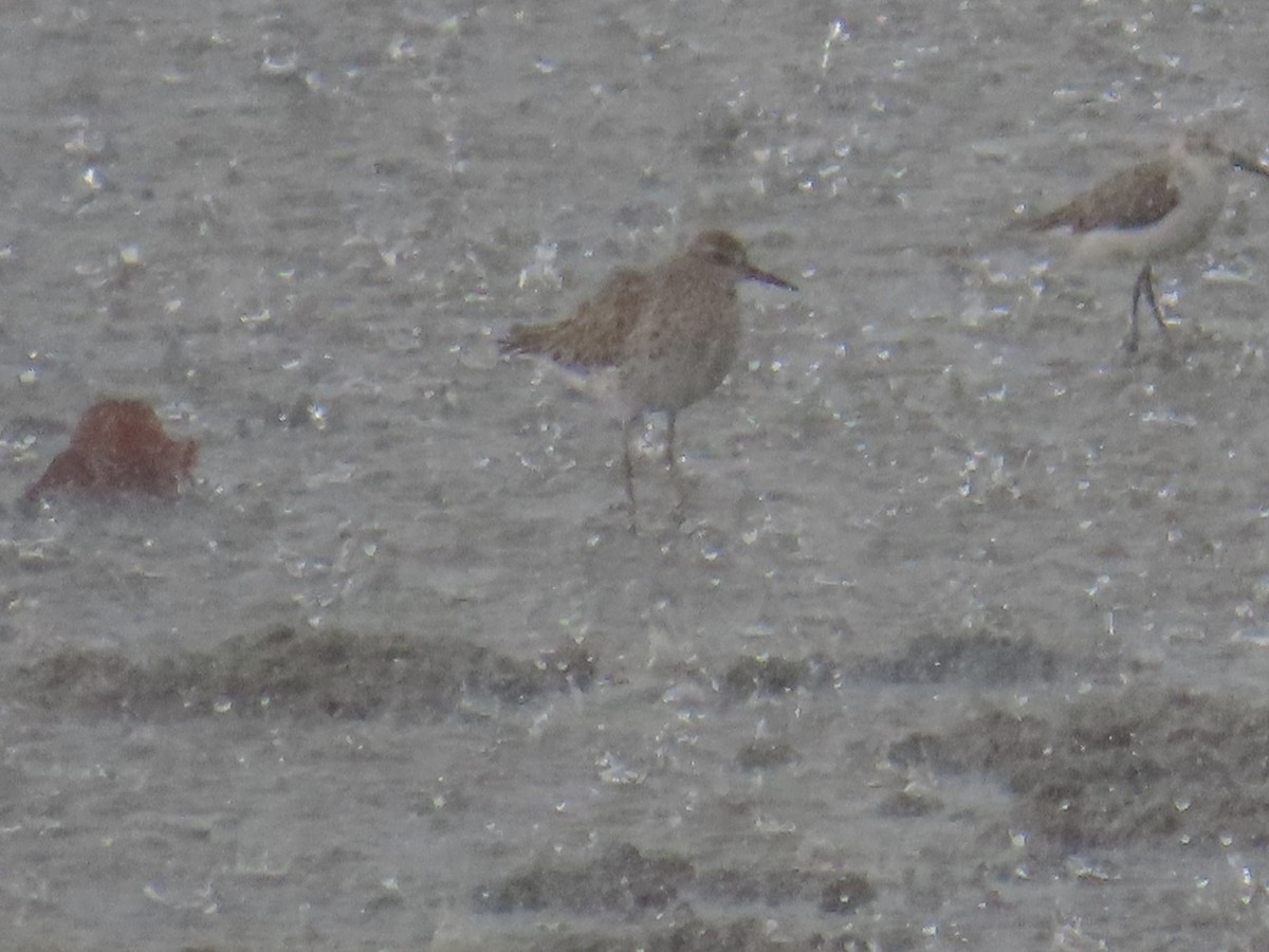 Sharp-tailed Sandpiper - ML573433831