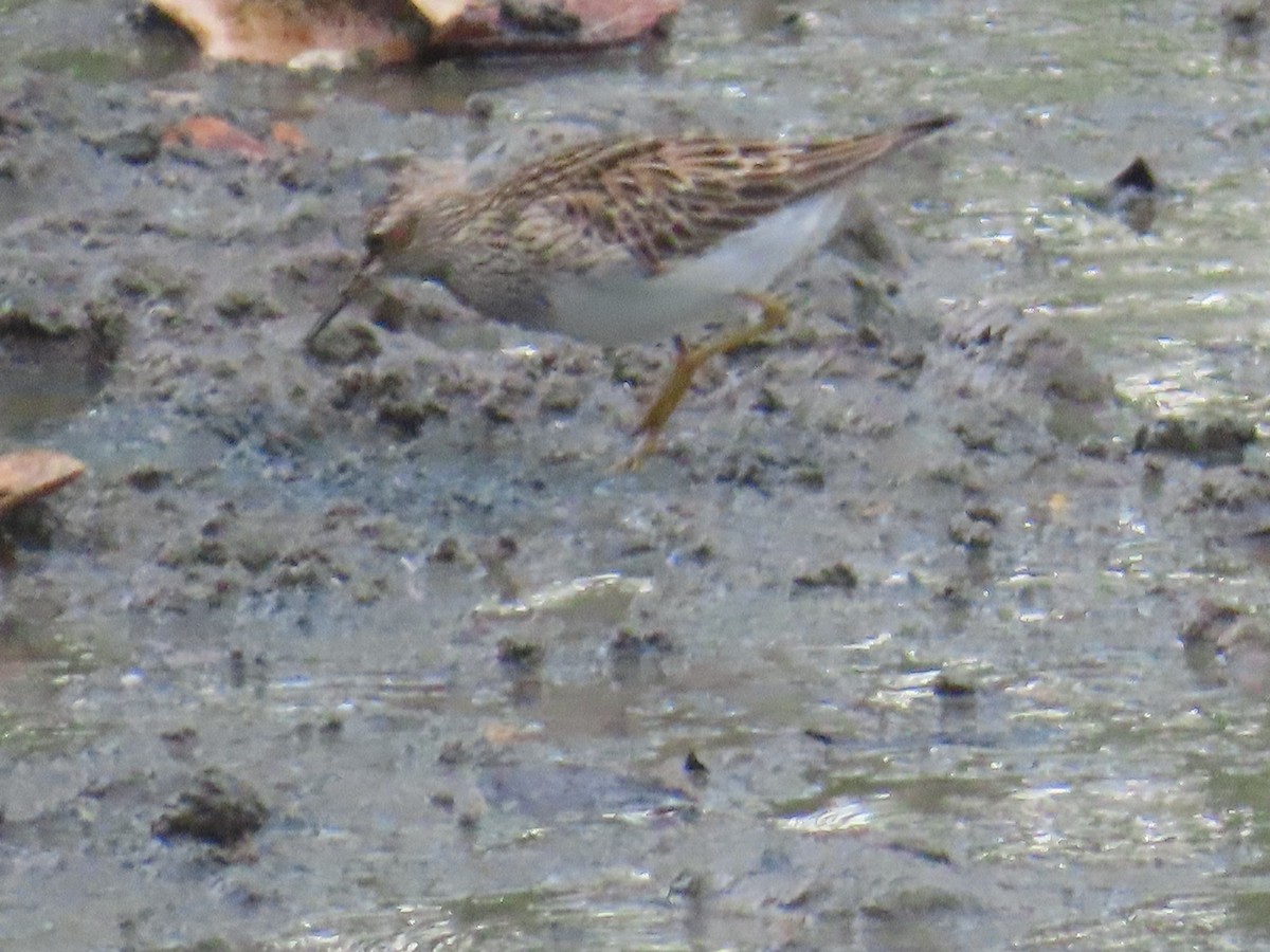 Pectoral Sandpiper - ML573434351