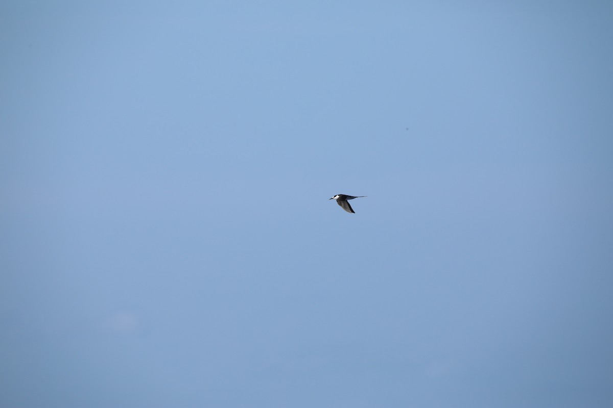 Sooty Tern - ML573434701