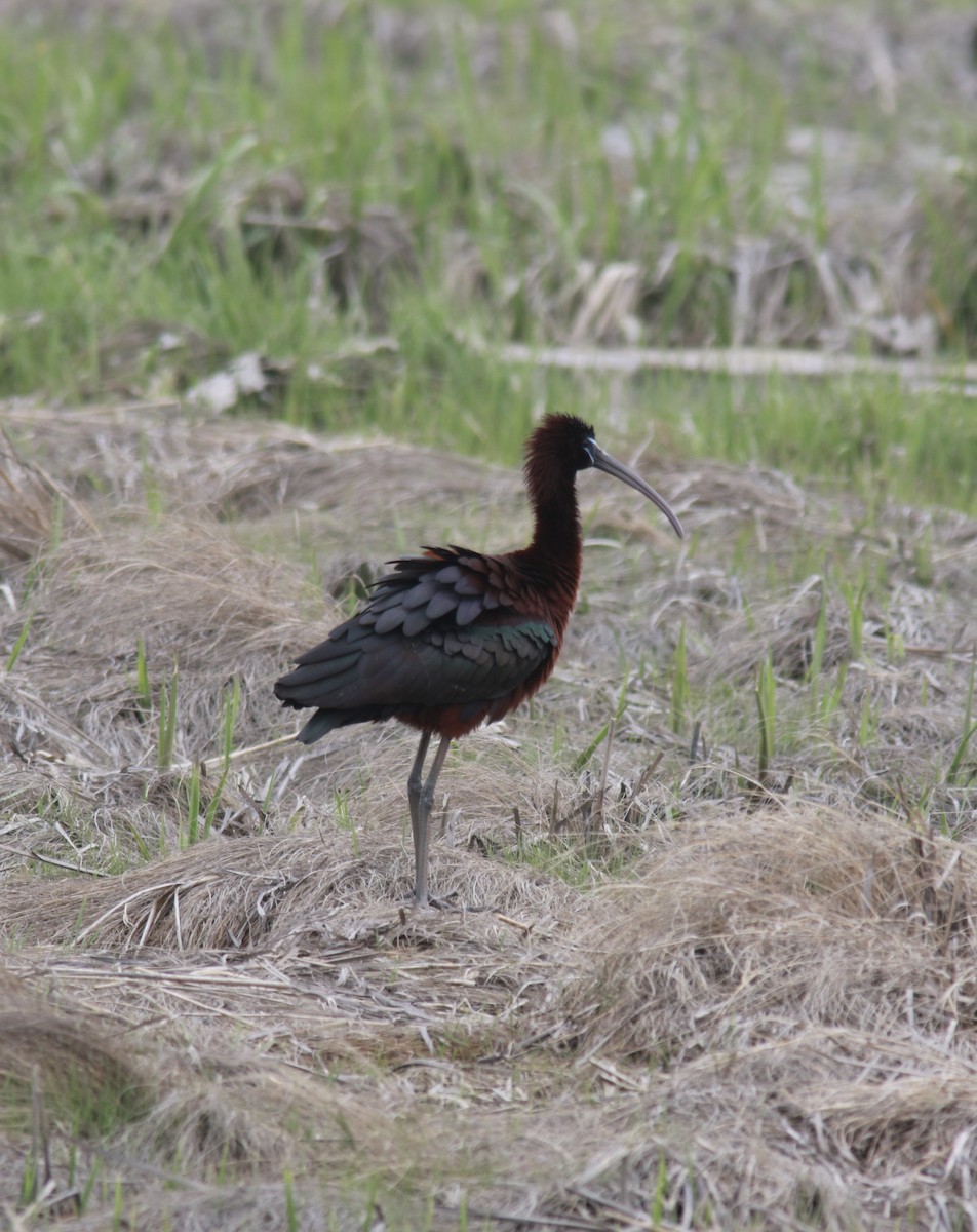 Glossy Ibis - ML573434841