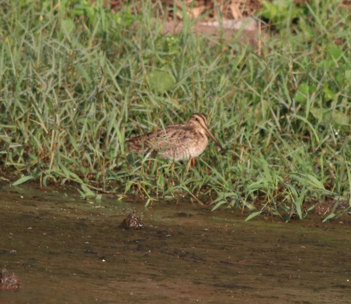 Common Snipe - ML573435461