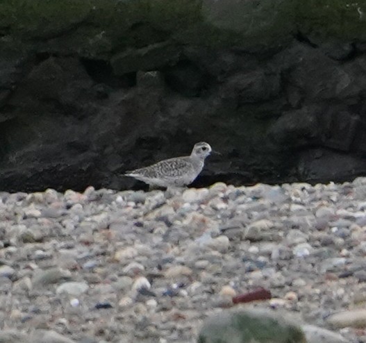 Black-bellied Plover - ML573436371