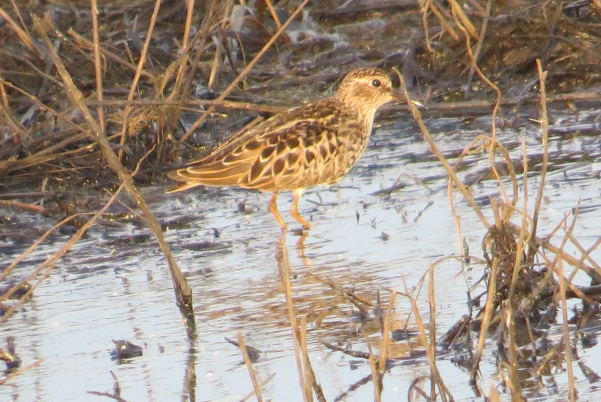 pygmésnipe - ML573438691