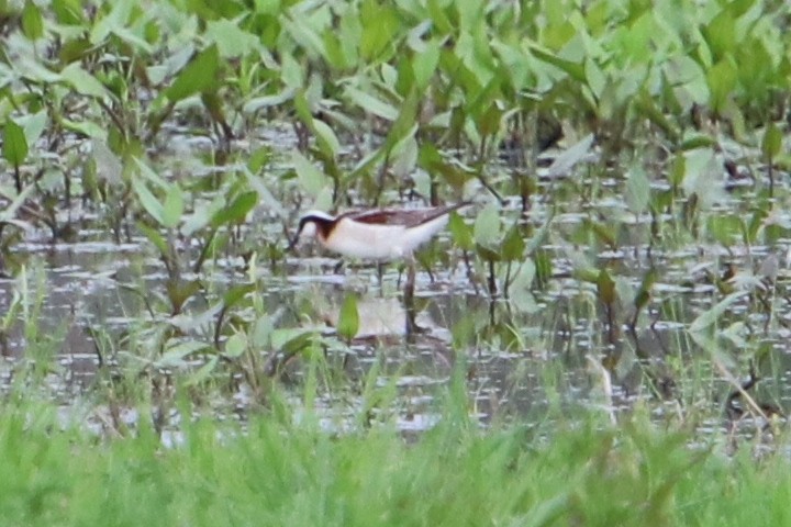 Wilson's Phalarope - Phil Mills