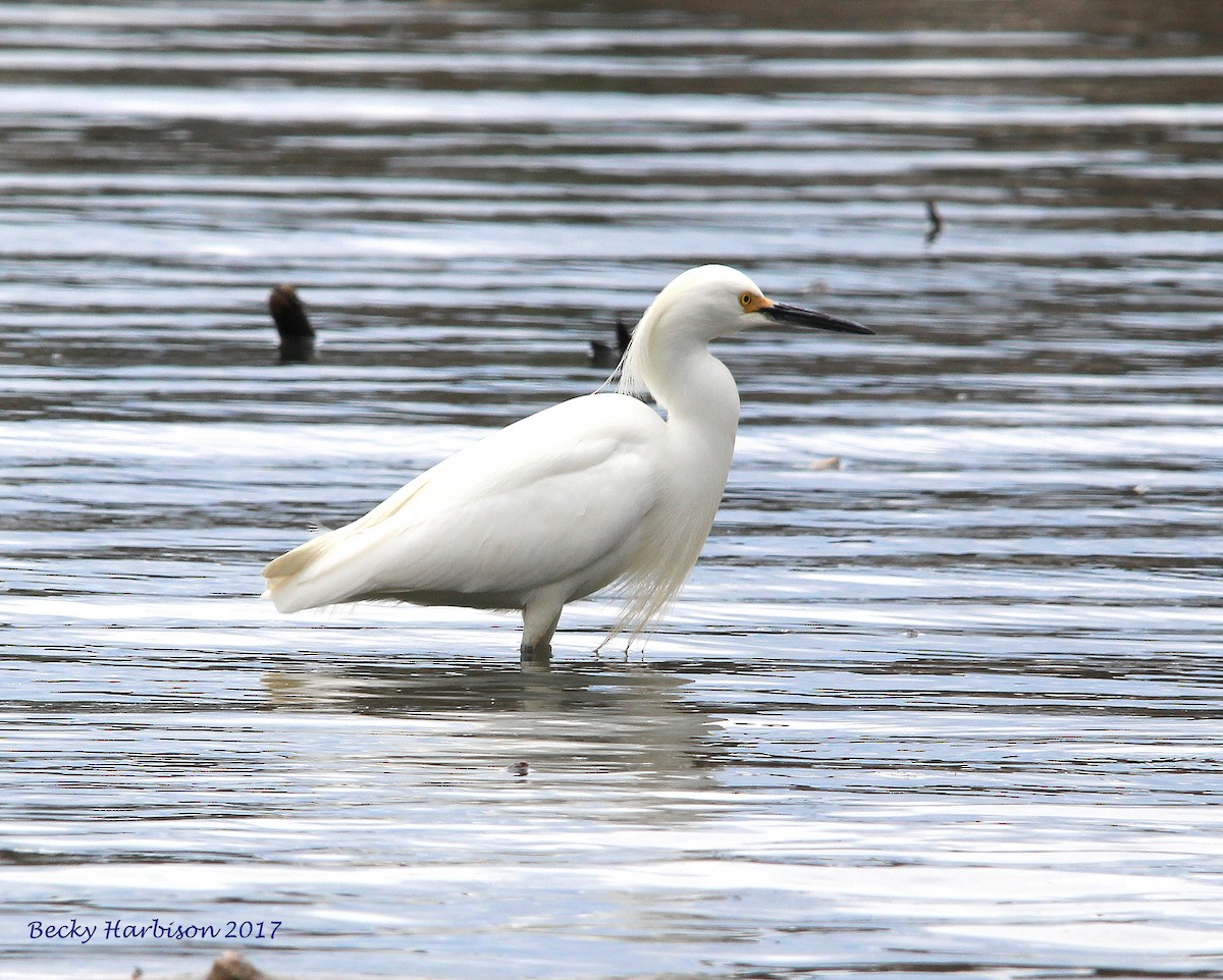 Snowy Egret - Becky Harbison