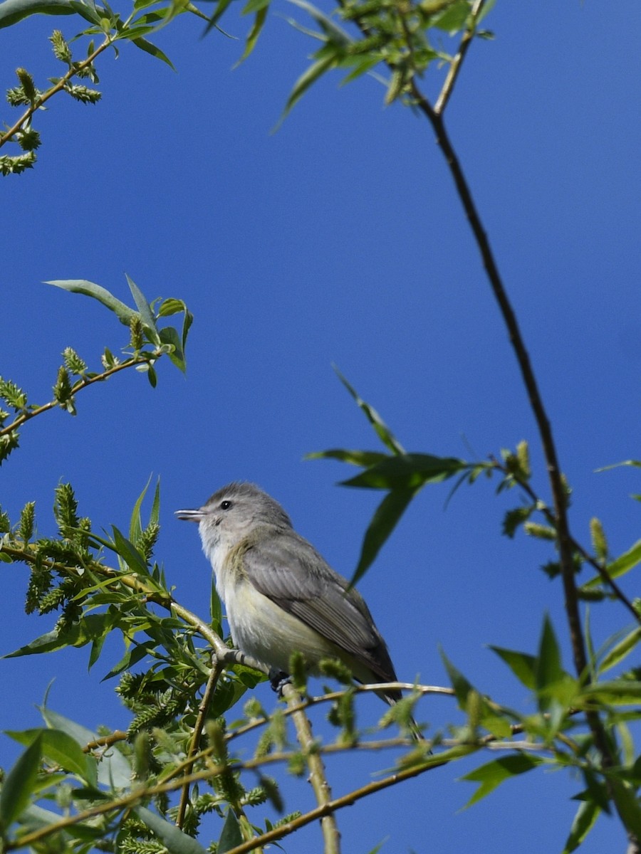 Warbling Vireo - Francis Stöckel