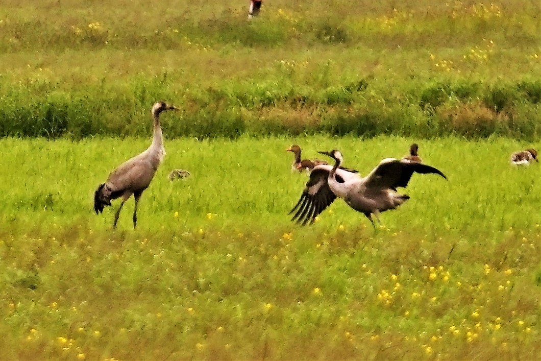 Common Crane - ML573441961