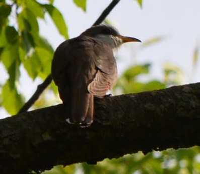 Yellow-billed Cuckoo - ML573441991