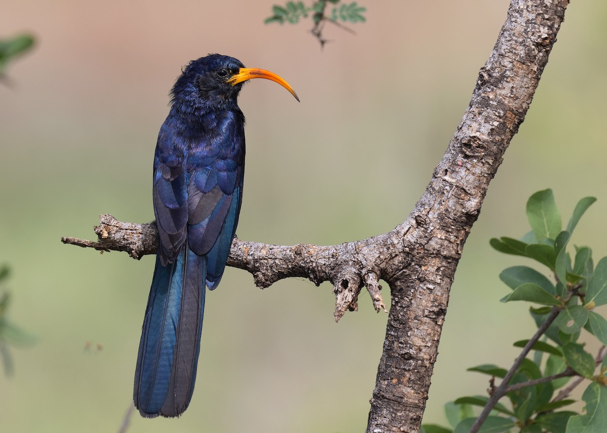 Abyssinian Scimitarbill - ML573442981