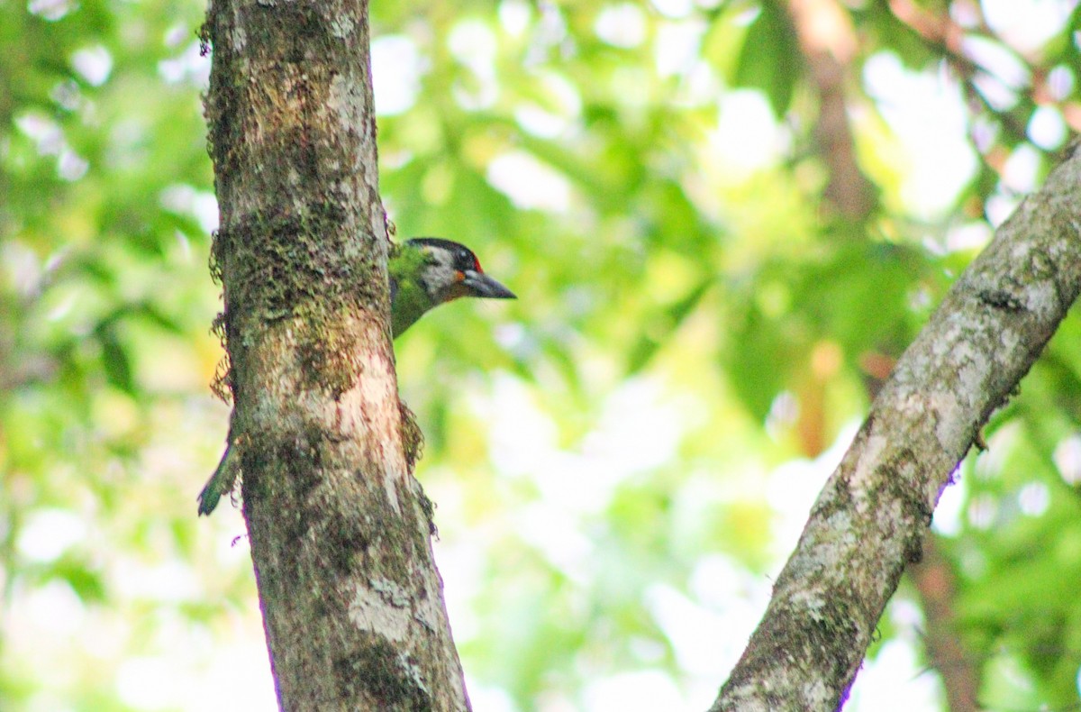 barbet žlutohrdlý - ML573443101