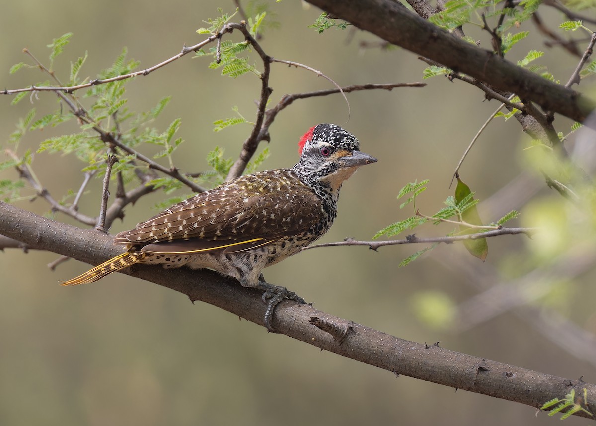 Nubian Woodpecker - ML573443261