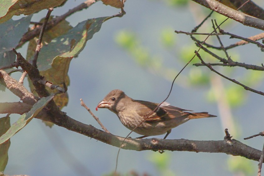 Common Rosefinch - Shree Poudel