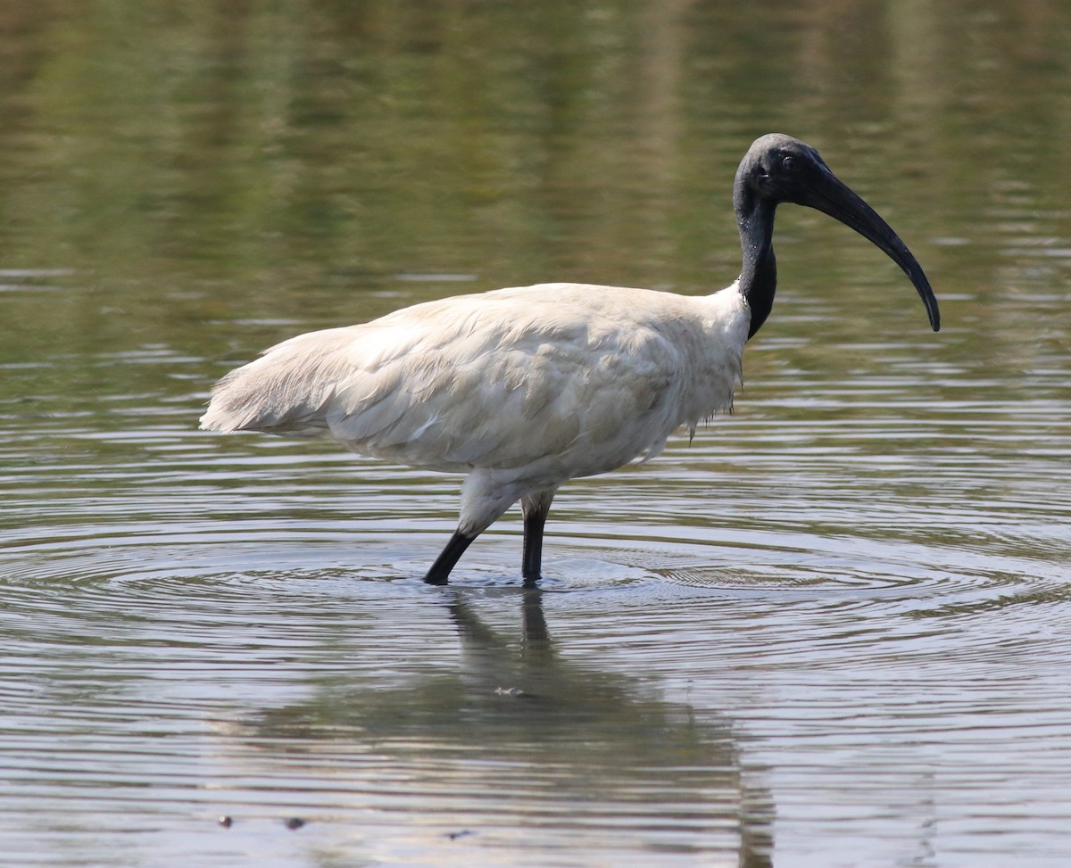 ibis černohlavý - ML573444501