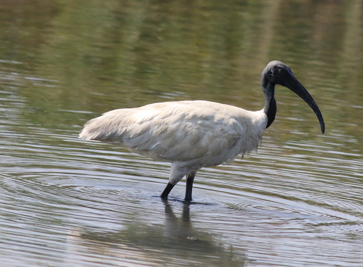 ibis černohlavý - ML573444511