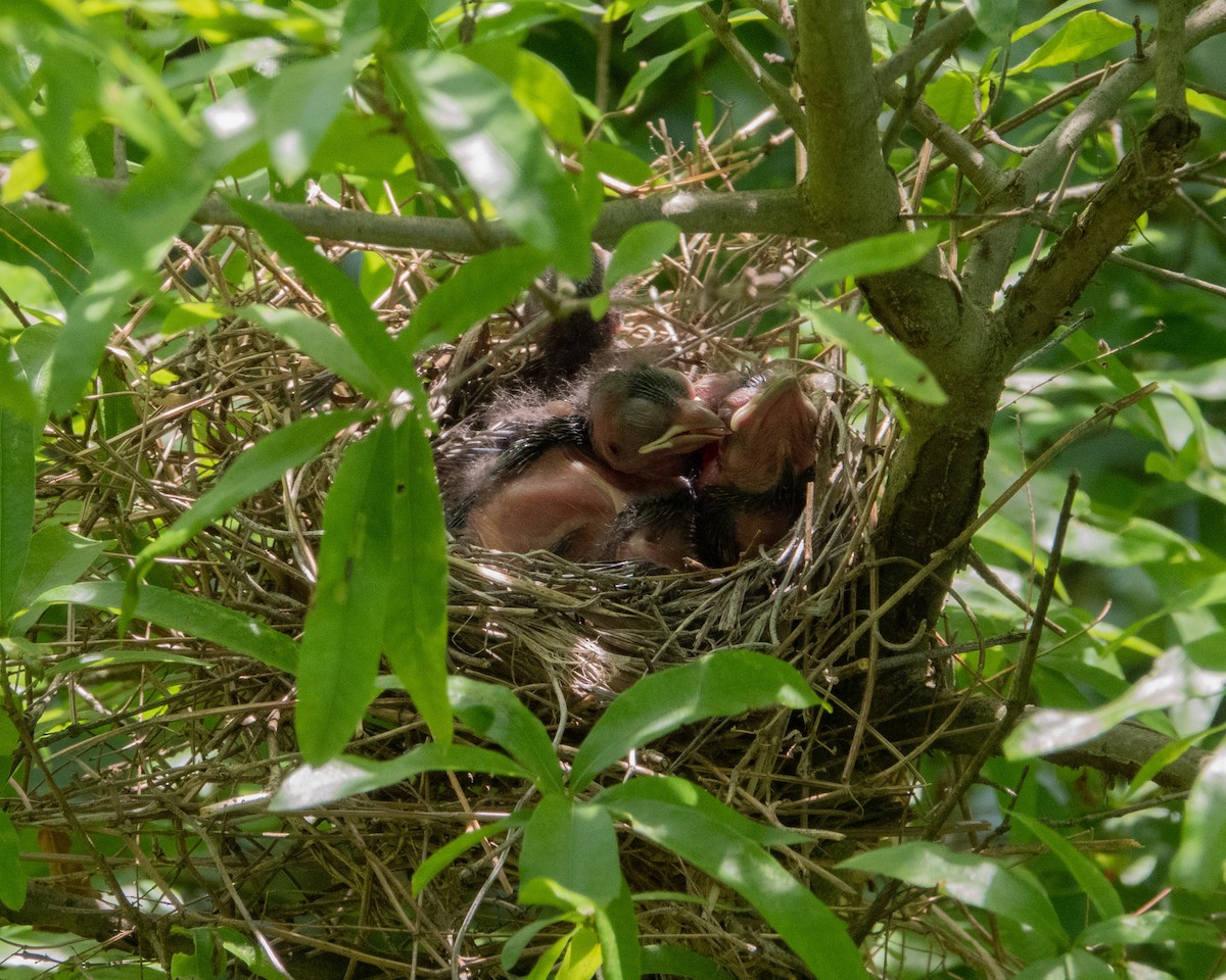 Northern Cardinal - Dixie Sommers