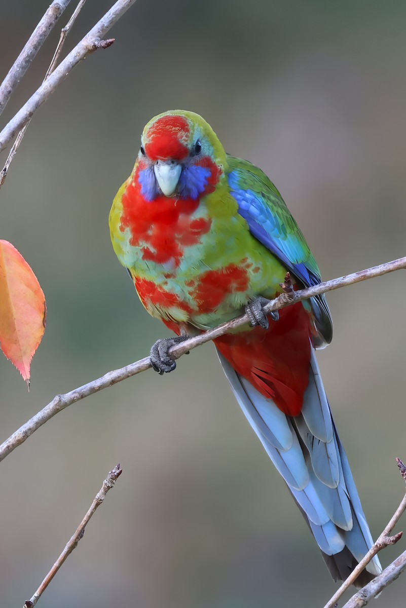 Crimson Rosella - ML573446581