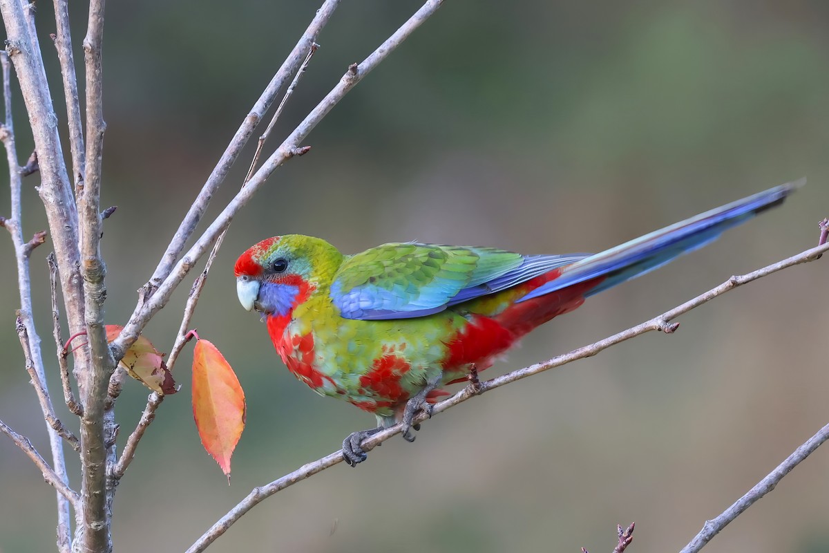 Perico Elegante - ML573446591