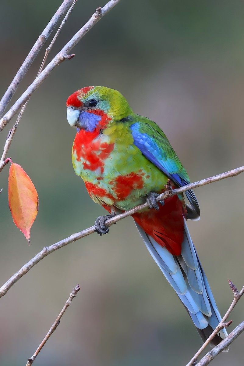 Crimson Rosella - ML573446601