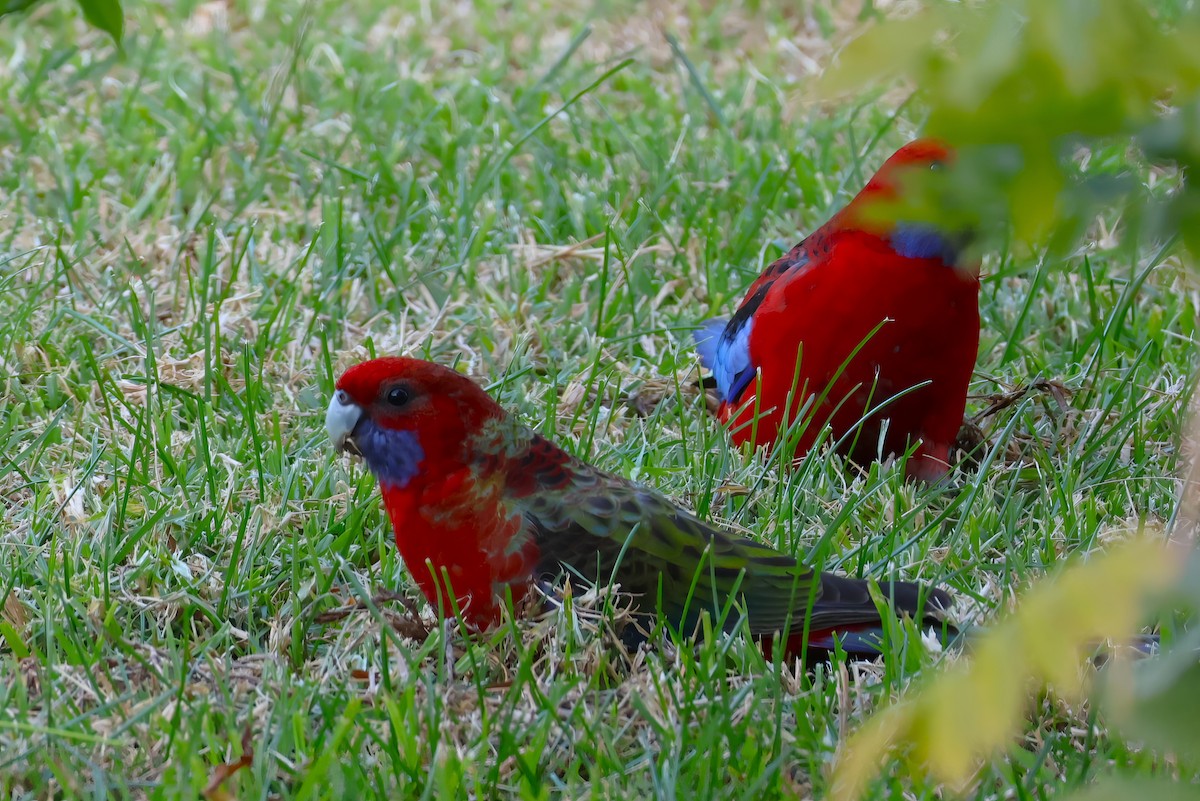 Crimson Rosella - Heather Williams