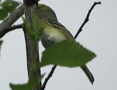 White-eyed Vireo - ML573449591