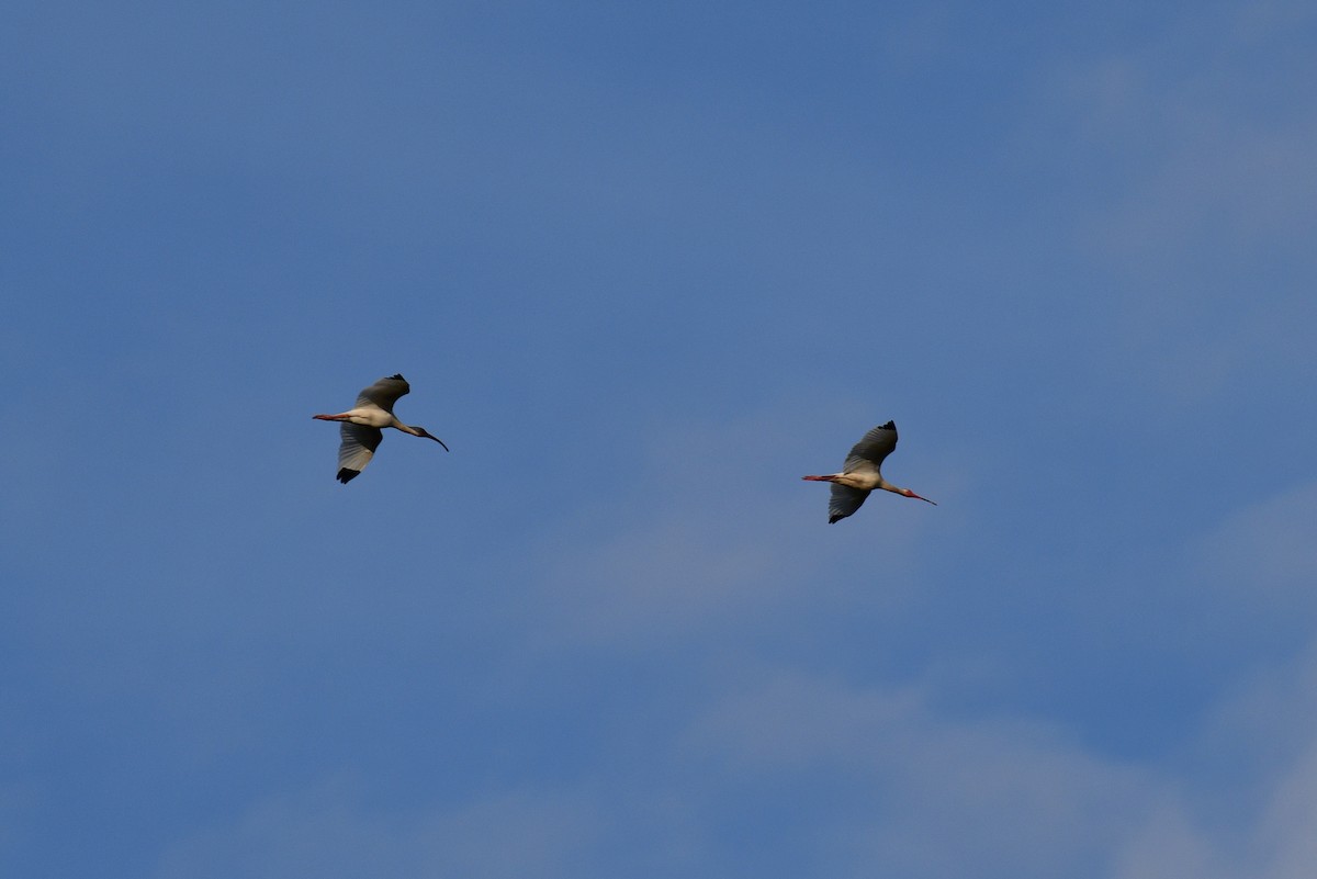 White Ibis - ML573449981