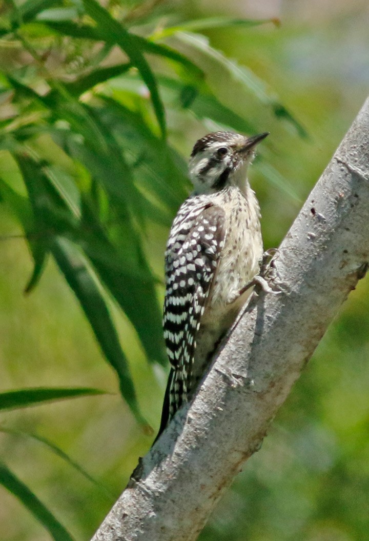 Ladder-backed Woodpecker - ML57345021