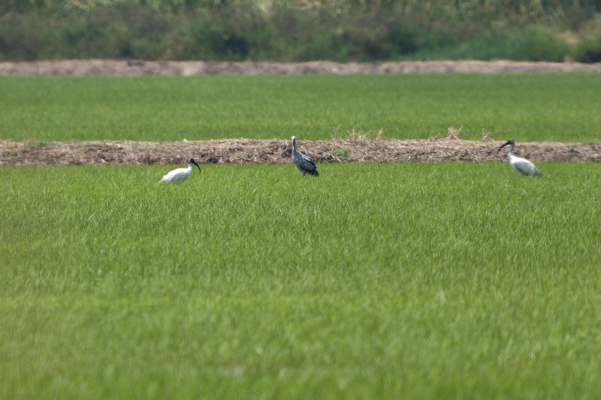 ibis černohlavý - ML573450911