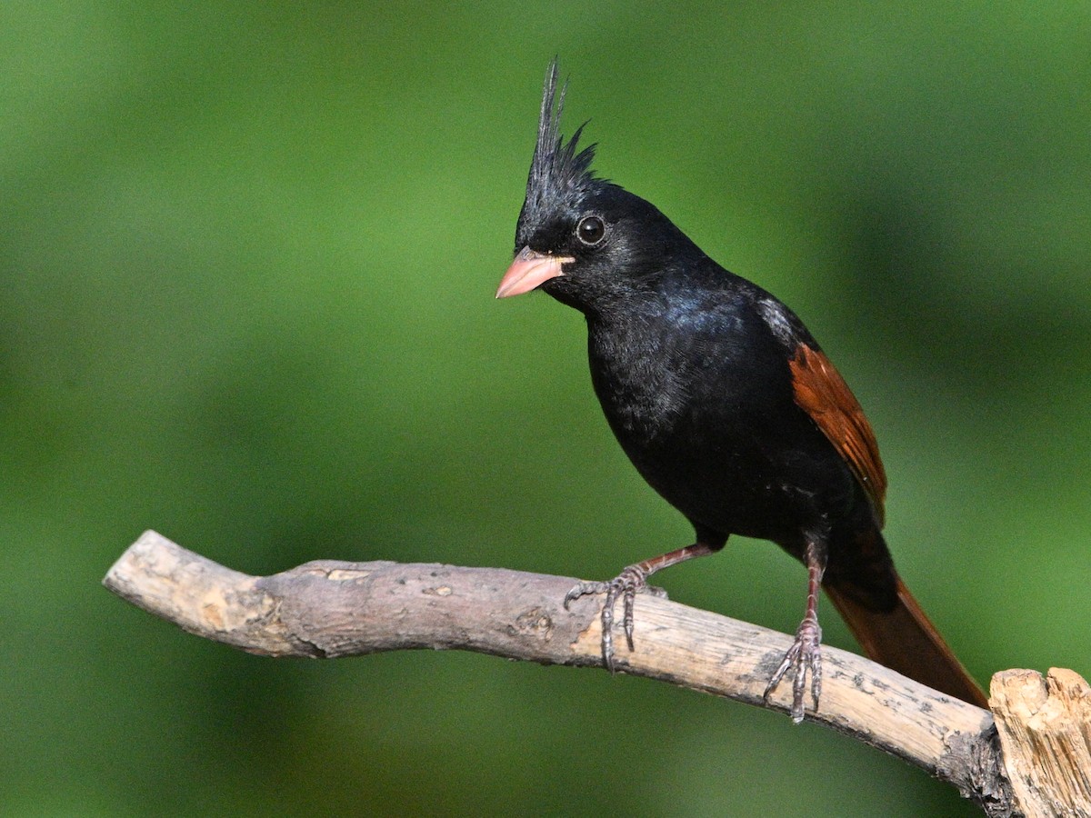 Crested Bunting - ML573451241