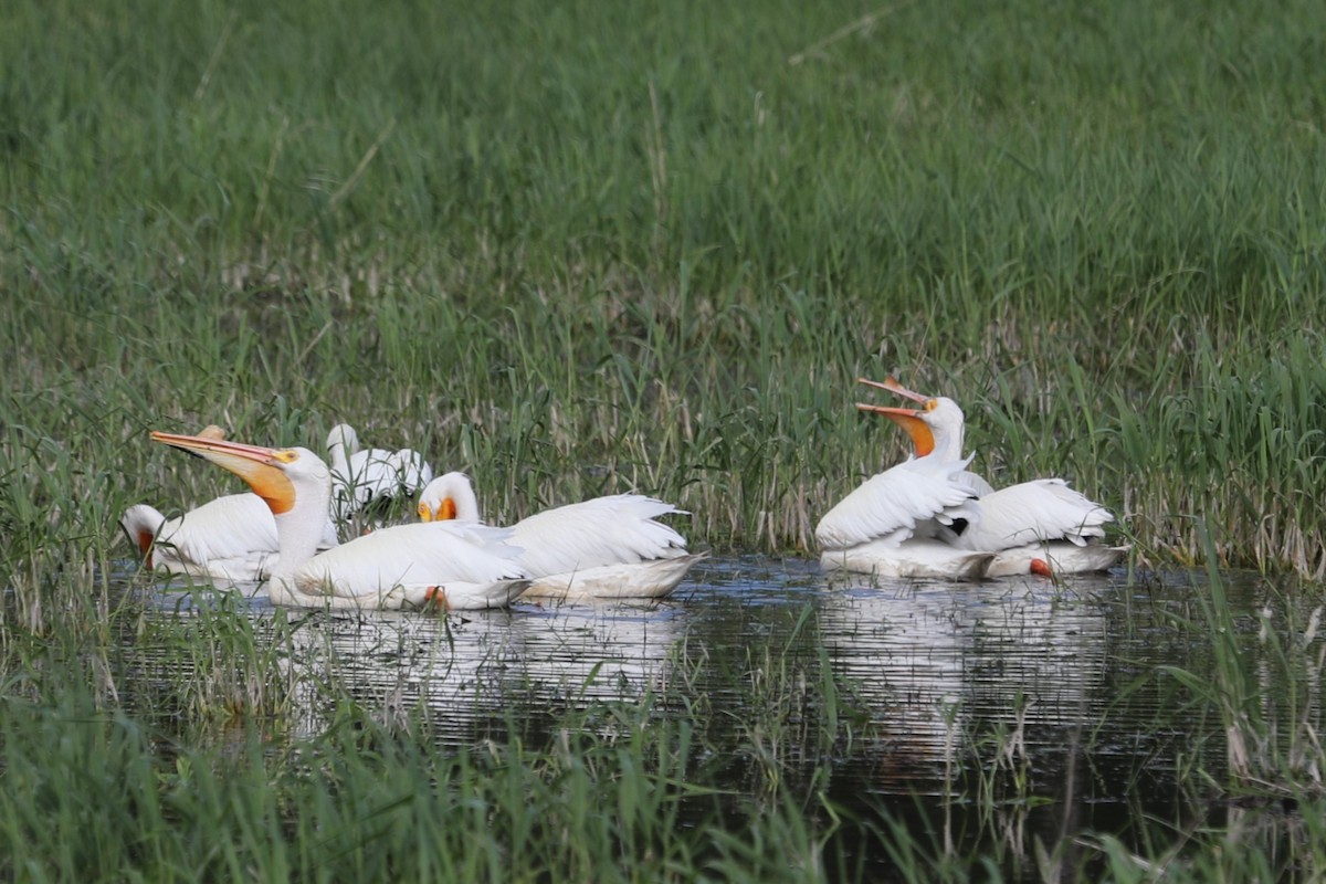 American White Pelican - John Bjorkman