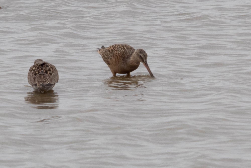 Marbled Godwit - ML573451411