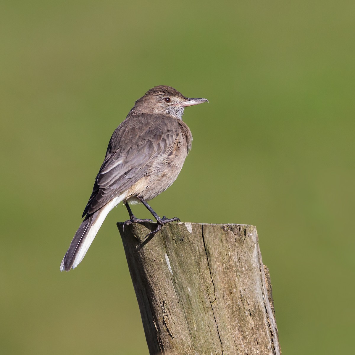 White-tailed Shrike-Tyrant - ML57345251