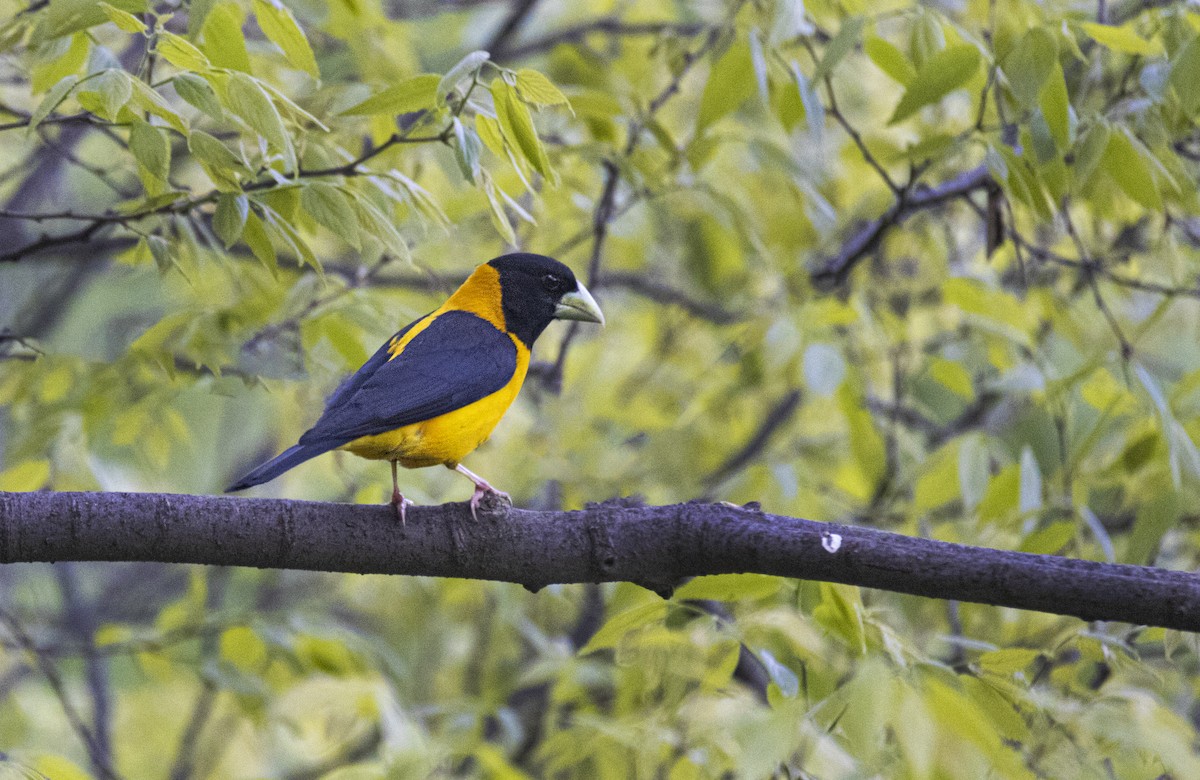 Black-and-yellow Grosbeak - Waseem Bhat