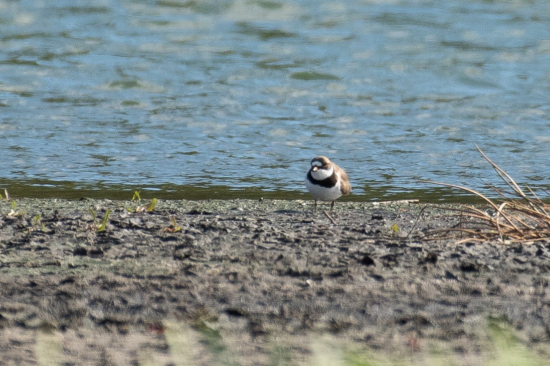 Semipalmated Plover - ML573452981